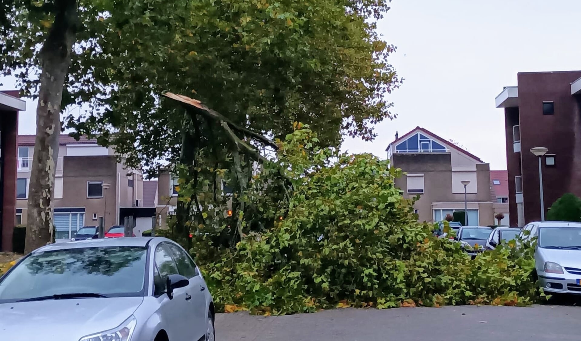 Een grote tak scheurde donderdagochtend door de harde wind van een boom af.