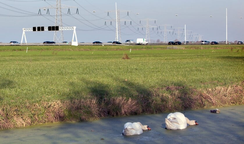 <p>• Zwanen in een slootje langs de A12 bij Woerden.</p>