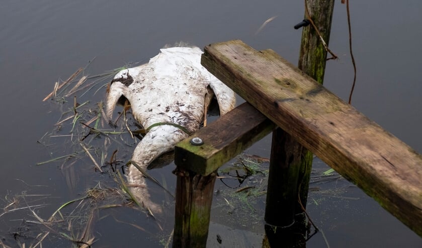 • Eén van de onfortuinlijke dieren.