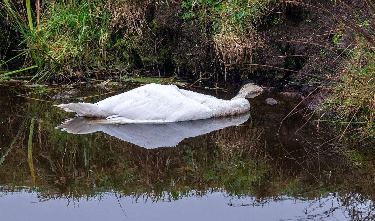 • Eén van de onfortuinlijke dieren.