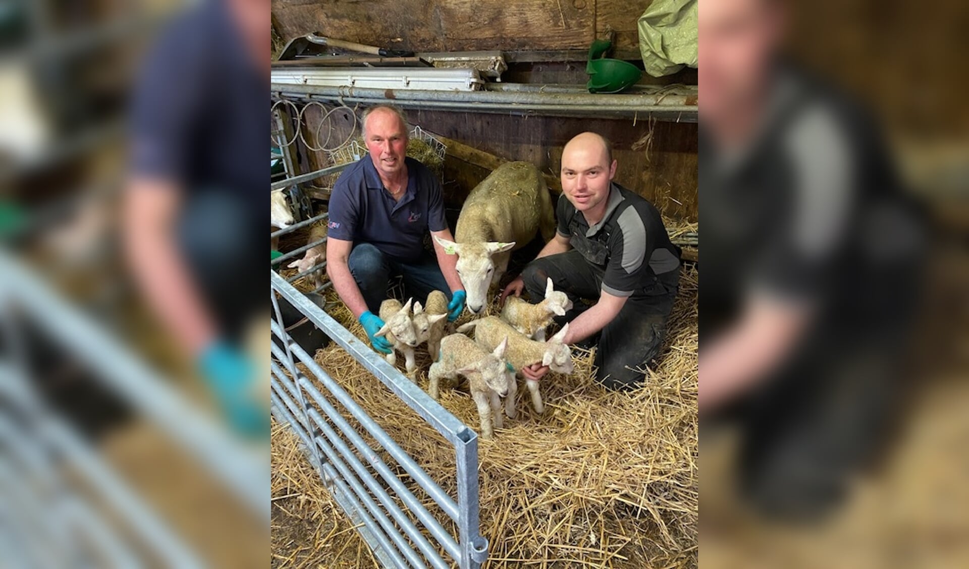 • De vijf lammetjes bij schapenhouderij De Kock.