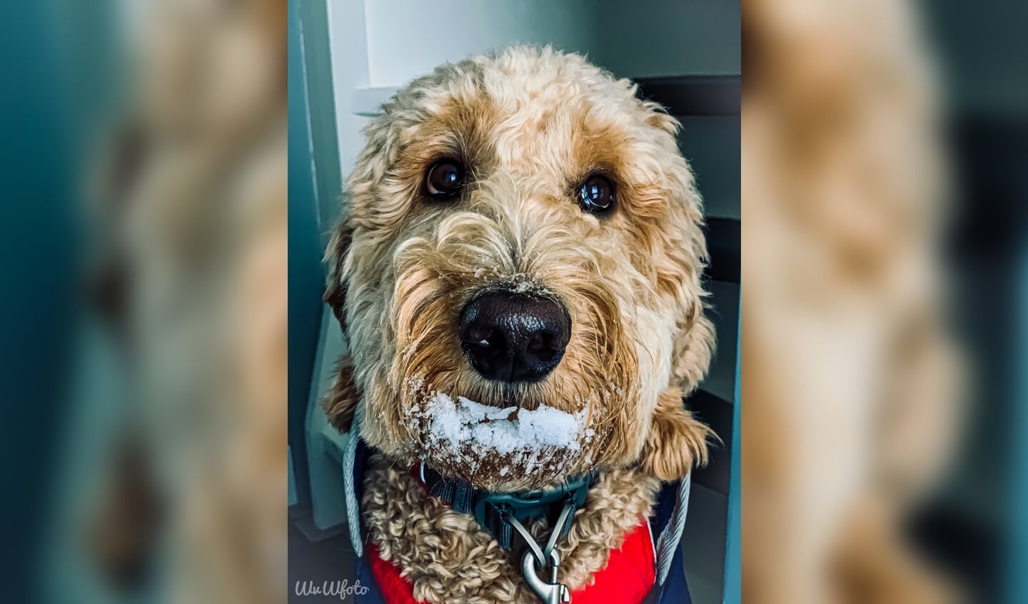 M’n hond Harrie, die me net beloofd had geen sneeuw te eten...