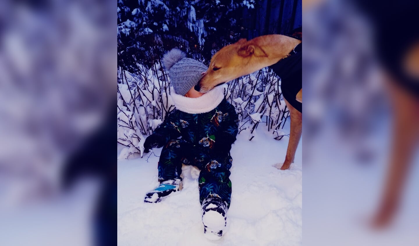 Mijn galgo Ben kwam tijdens de wandeling in de sneeuw, een heel lief klein meisje tegen. Eerst even haar begroeten, hoor!