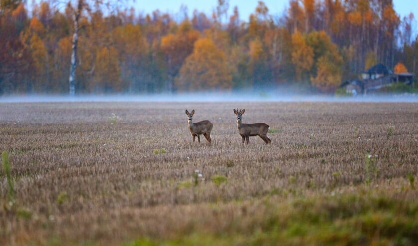 <p>• Noordwaardbewoner Joke de Vlieger wijt stijging van aangereden wild in de polder aan hoog water en steeds meer bezoekers.</p>