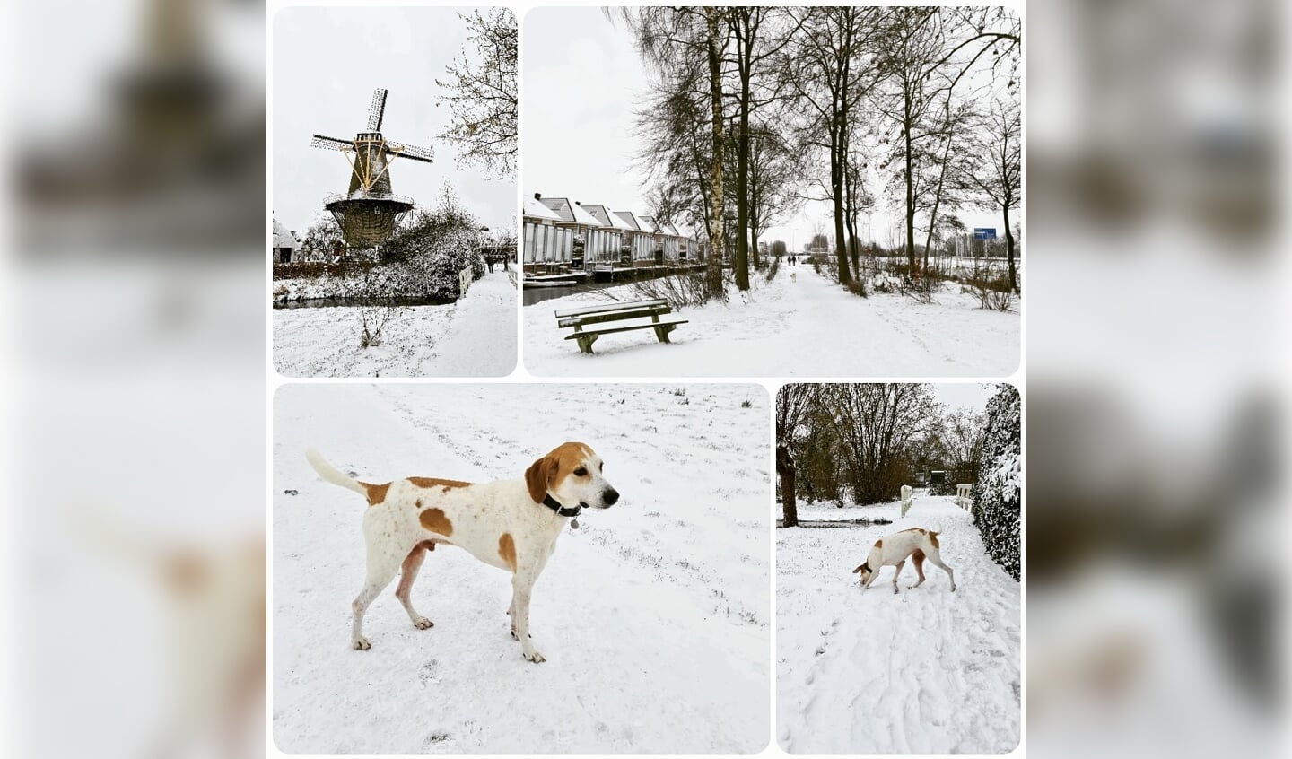 • Hanneke Vermeij maakte met haar hond Ouzo een rondje door de sneeuw in Bergambacht en maakte onderweg wat foto's.