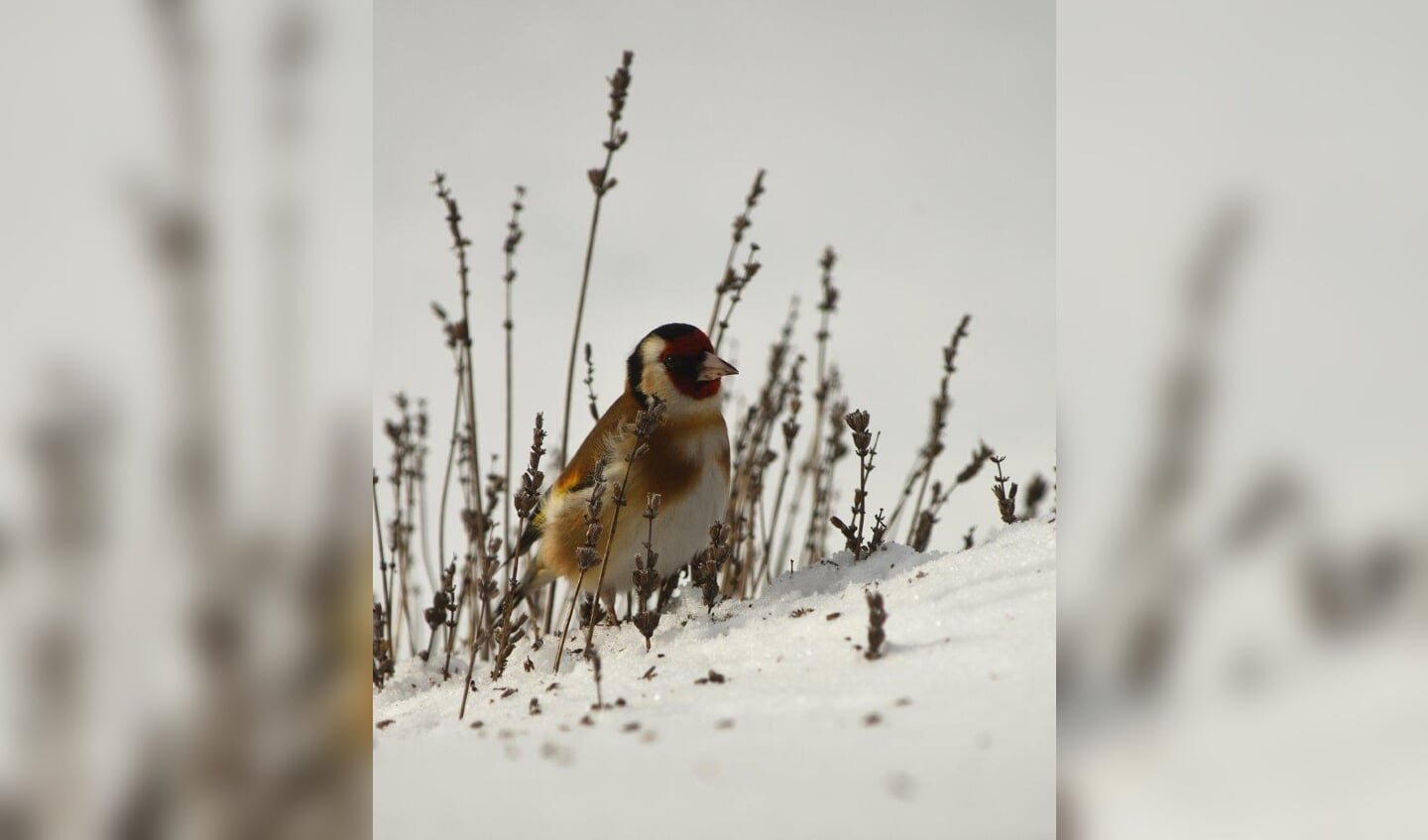 Bijgaand een paar sneeuwfoto's. Die van de Romboutstoren in Andel
heb ik afgelopen maandag gemaakt. Het sneeuwde toen best. De vogeltjes zijn
van gisteren. Puttertjes die van de Lavendel aten. 