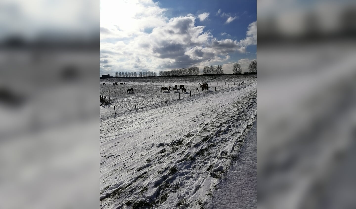 Prachtige vergezichten van sneeuw en hoogwater en Hollandse luchten natuurgebied Munnikenland.