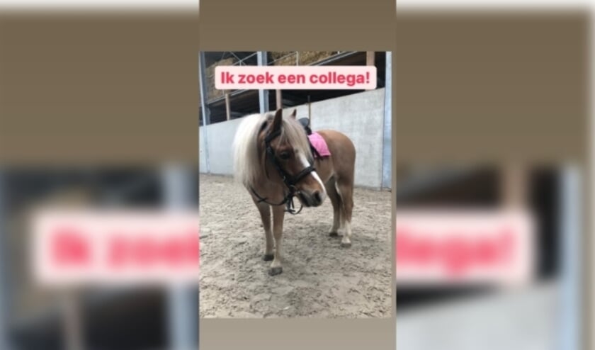 <p>Pony Tinky Winky van Hippisch Centrum De Lange Linschoten is een sollicitatieprocedure gestart voor een nieuwe collega. <span class="Fotocredit" cstyle="Fotocredit" style="color: rgb(0, 0, 0);">Ingezonden foto</span></p>