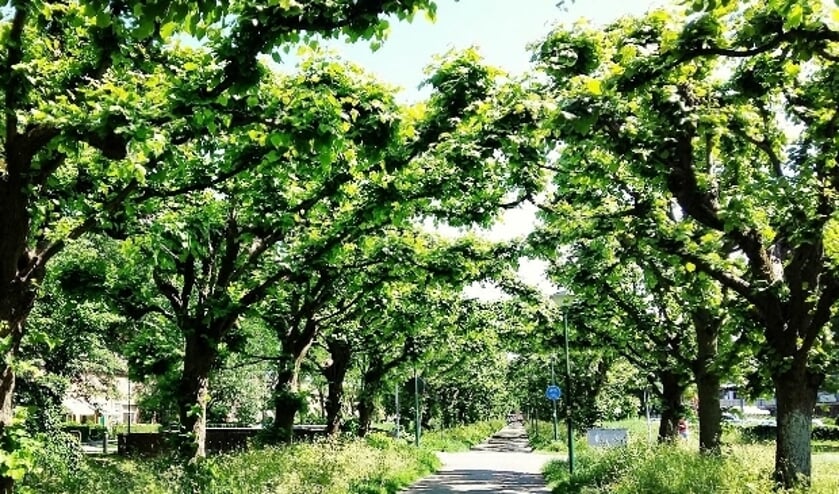 <p>Aan behoud van het karakteristieke Paardenlaantje langs de geplande nieuwe wijk wordt veel waarde gehecht.</p>