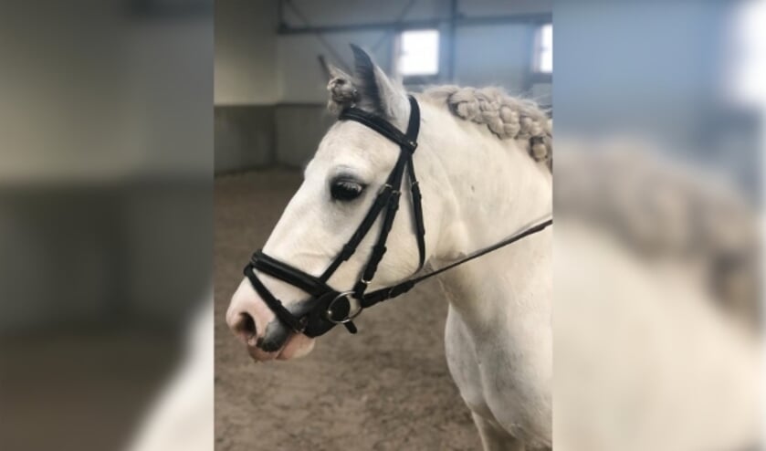 <p>Voor pony Apple was dit voorlopig de laatste wedstrijd. Zij gaat met wedstrijdverlof omdat zij een veulen verwacht. <span class="Fotocredit" cstyle="Fotocredit" style="color: rgb(0, 0, 0);">Ingezonden foto</span></p>