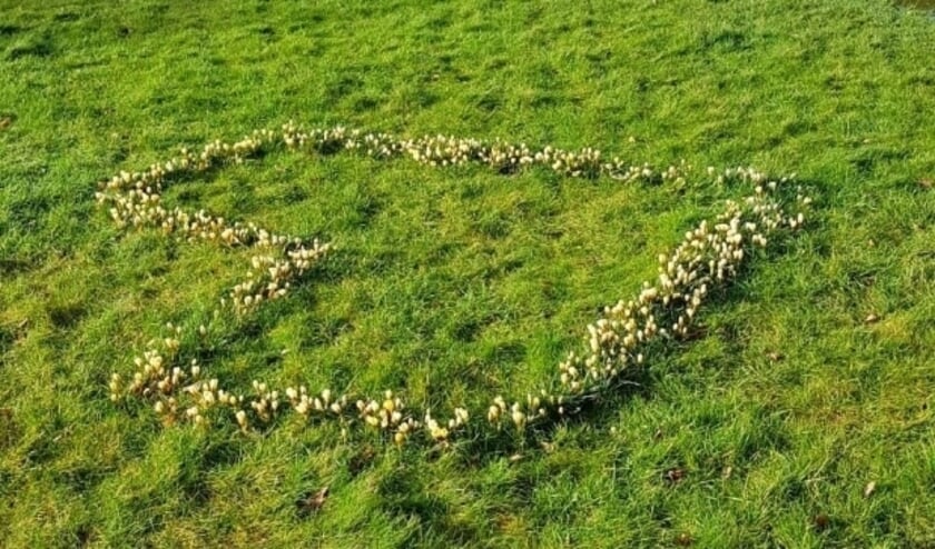 <p>Maak een korte of lange wandeling of fietstocht door de stad en geniet van de vrolijk gekleurde krokusharten die her en der opdoemen in openbare grasvelden en -stroken. En doe mee aan de fotowedstrijd. (Foto: KlimaatNeutraal IJsselstein)</p>