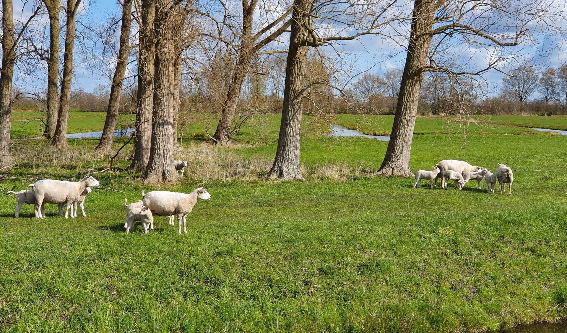 • De schapen van Daan de Vos langs de N210. 