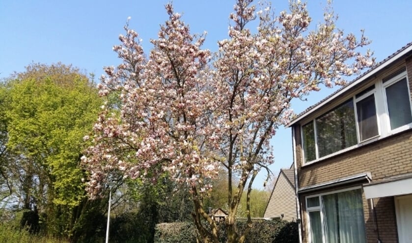 <p>Een zonnige en kleurrijke straat in het groene IJsselveld-West. Maar is het ook de leukste straat van IJsselstein?</p>