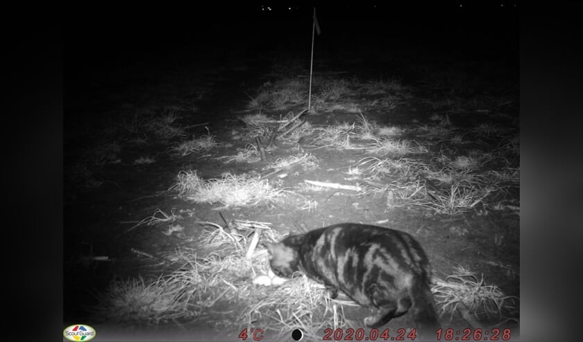<p>• Poes bij een nest met eieren van een weidevogel.</p>