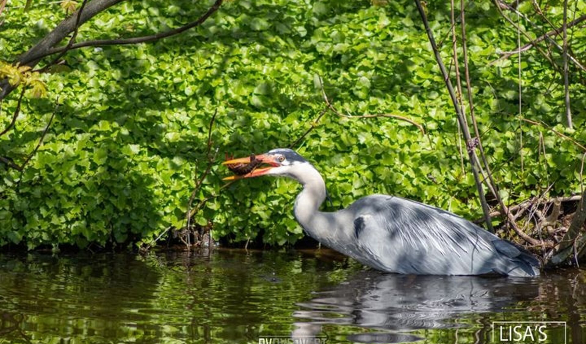 • De reiger met de kreeft (die zich even later wist te bevrijden).