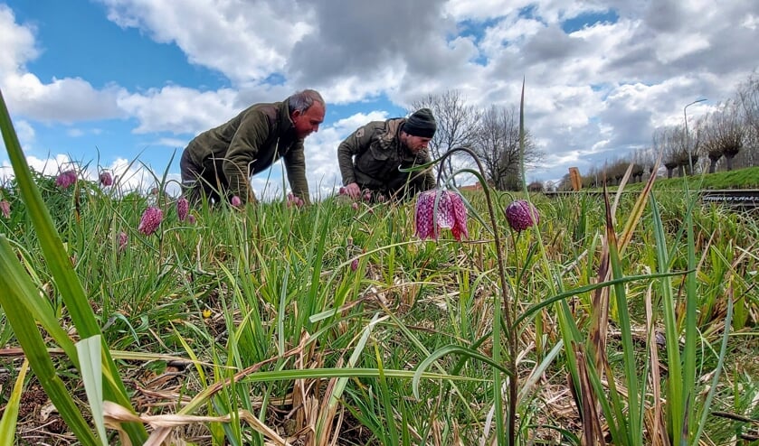 <p>• Boswachters van het Zuid-Hollands Landschap telden langs de Sijghkade tussen Gouda en Stolwijk nog enkele tientallen wilde kievitsbloemen.</p>