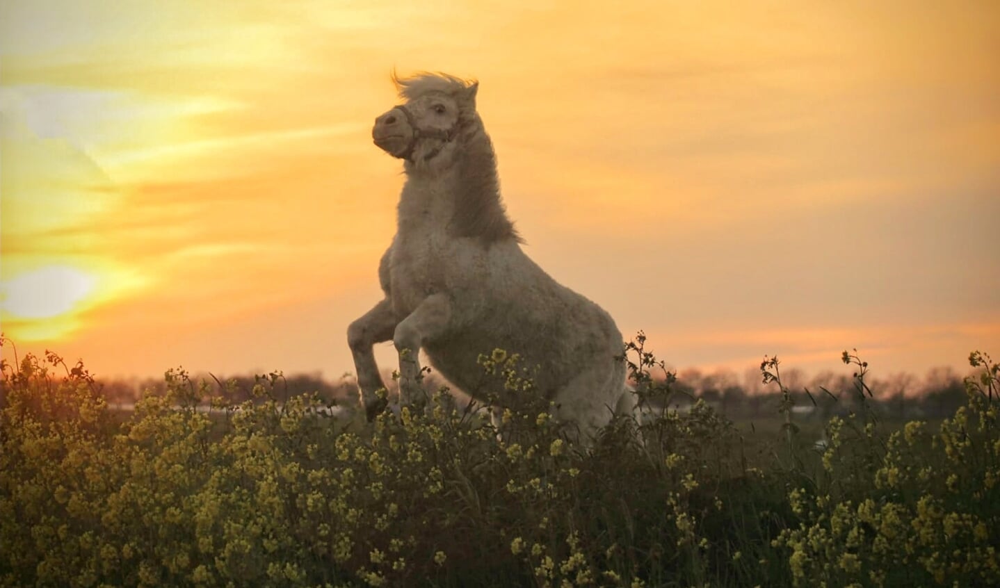 Pony in de berm met bloeiend koolzaad tijdens de zonsondergang.