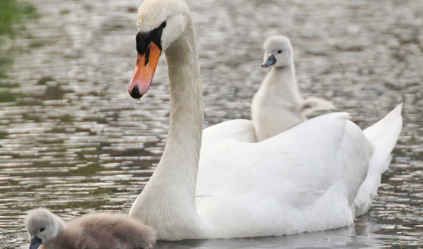 Zwanenjong op de rug van een van de ouders