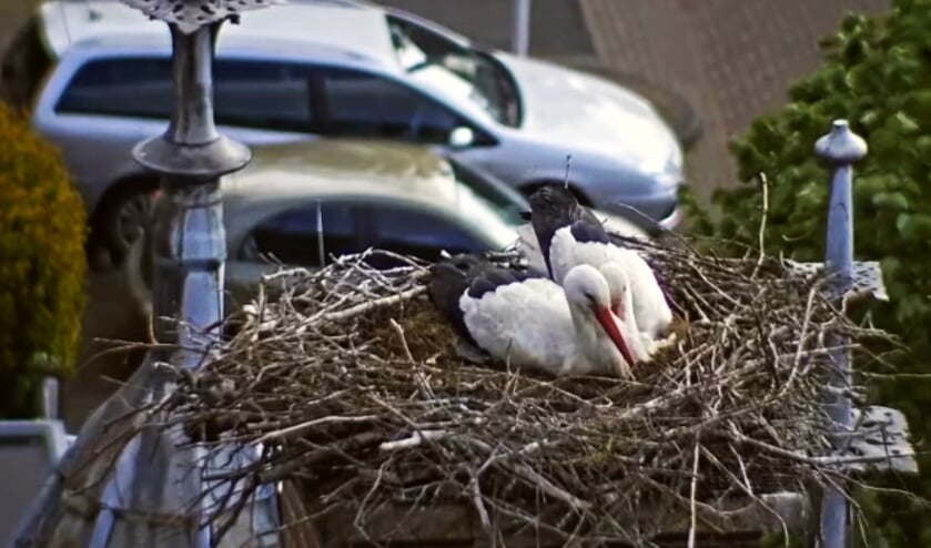 <p>Bas en Lieke lijken troost bij elkaar te zoeken nadat binnen enkele dagen hun vier jongen aan de kou en regen bezweken. Een schrale troost: het overkwam dit jaar veel ooievaarsparen.</p>