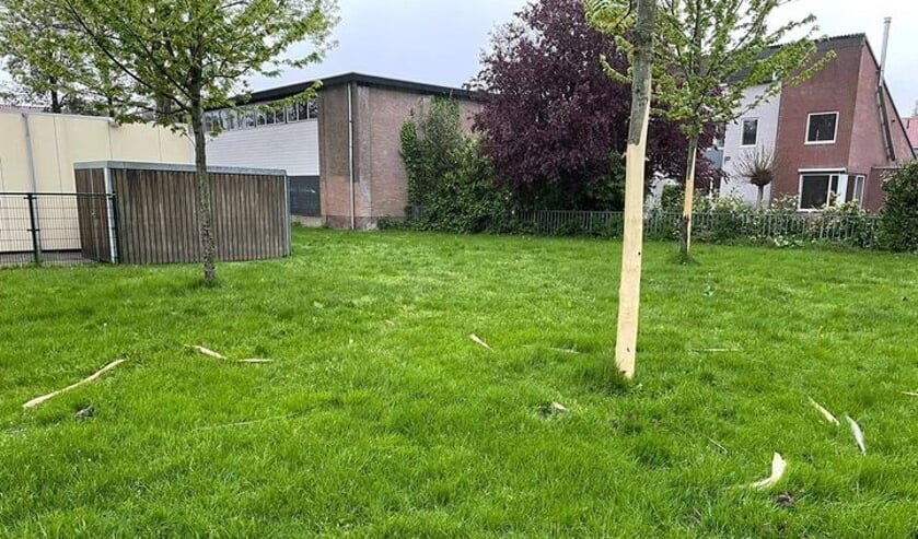 <p>• De vernielde bomen aan de Tiendweg in Leerdam.</p>
