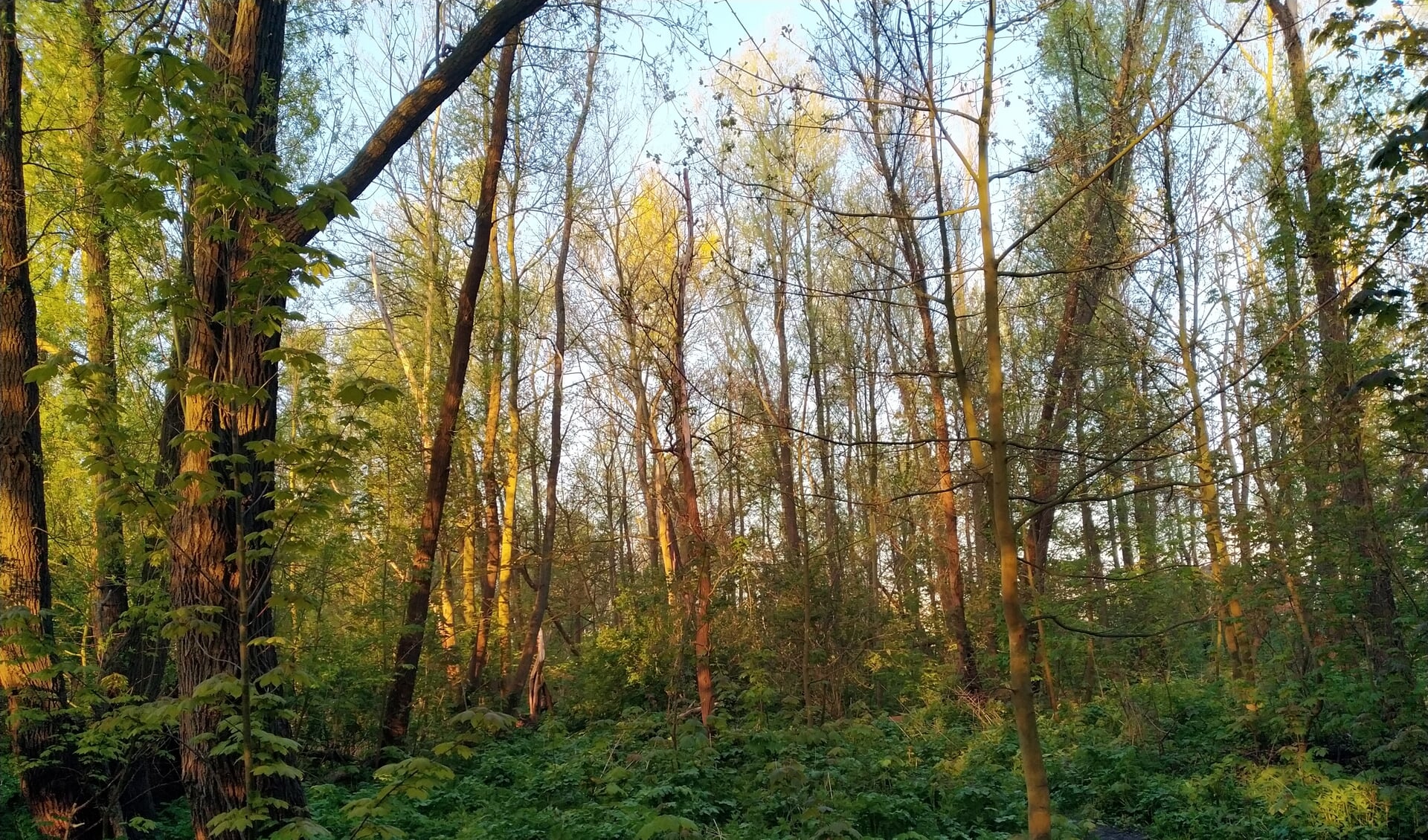 • Het bos langs de Lek bij Krimpen aan de Lek.