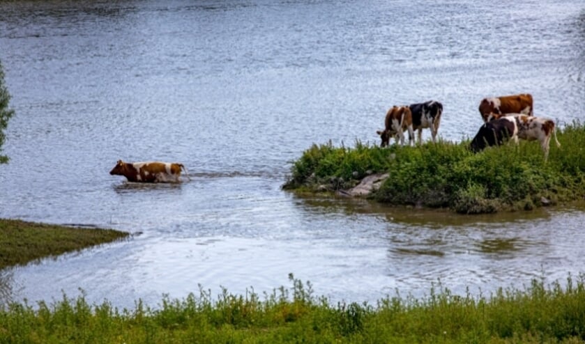 Tiel, 17 juni 2021Wetland Passewaaij koeien in het waterFoto Jan Bouwhuis.  