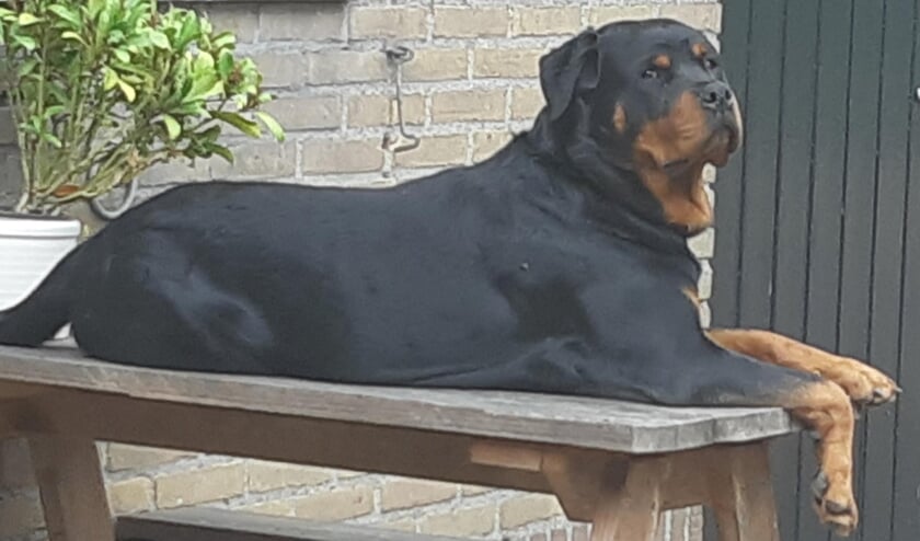 <p>• Rottweiler Noor.</p>