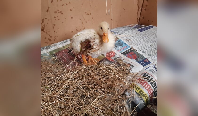 • Het eendje kreeg de naam Lucky Ducky.