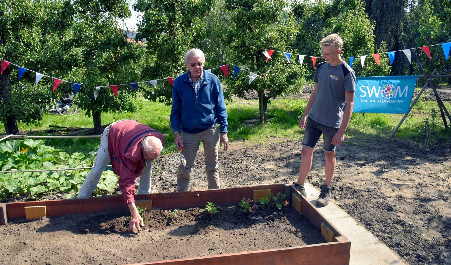 Gerard van den Berg (l) en Piet van der Linden (m) openen de SWOM-moestuin van 't Bakkershuis door het planten van aardbeienplantjes.