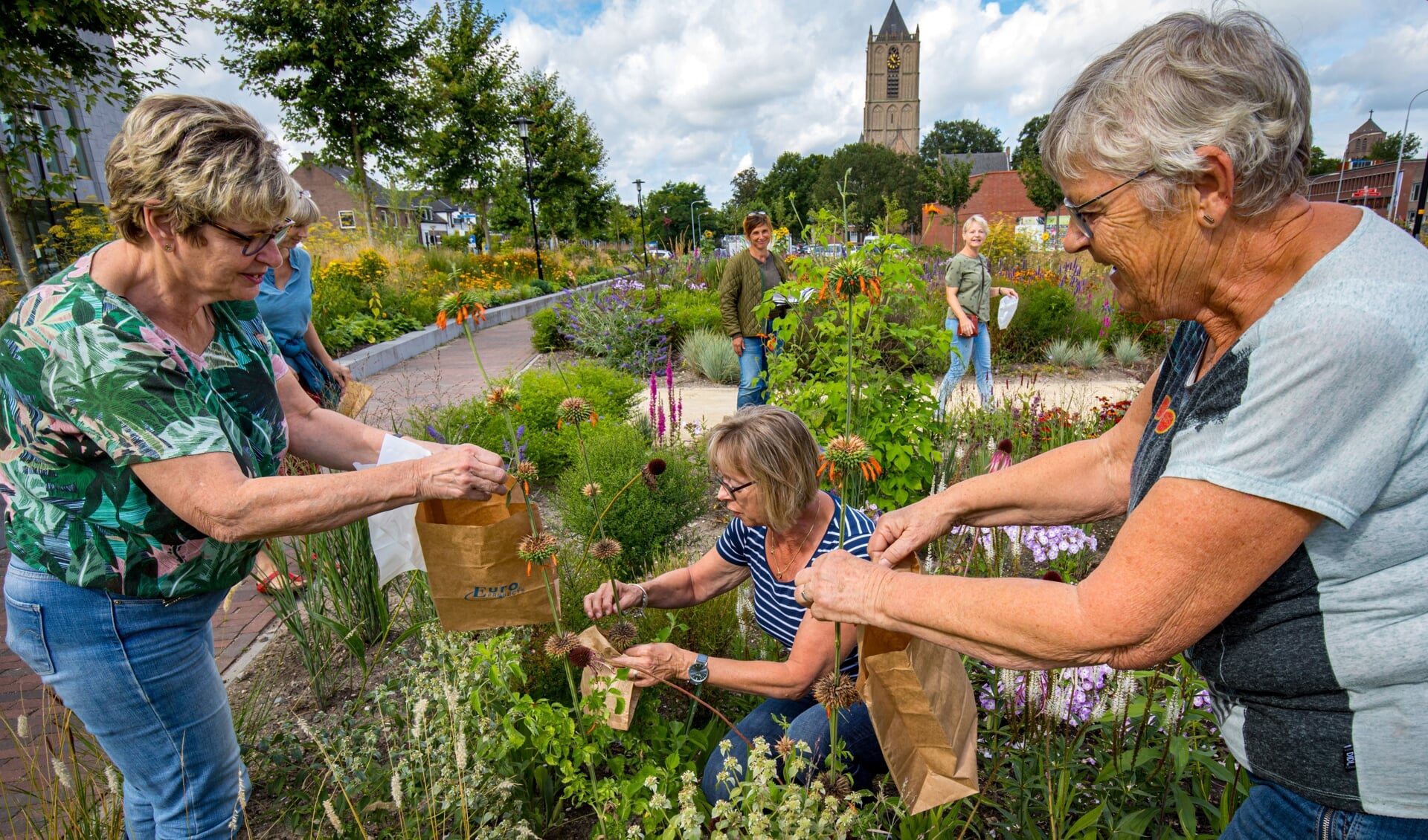 Het oogsten van zaden bij bloemen in de Vlindertuin de Zindering door vrijwilligers