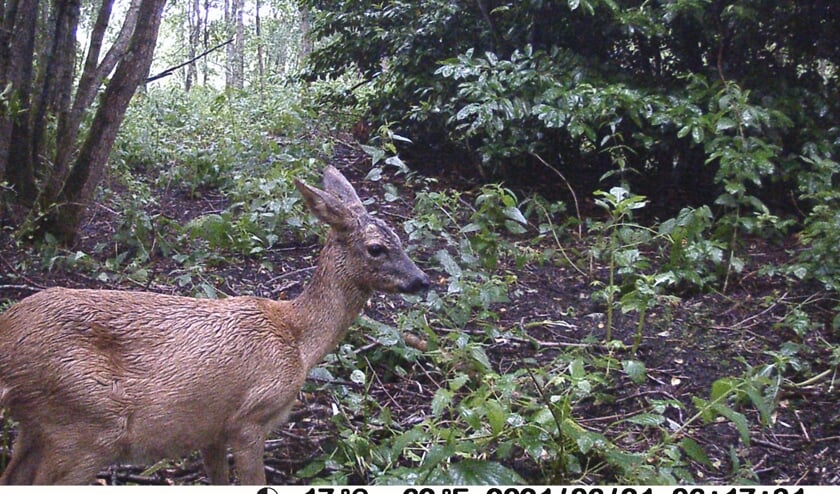 • De drachtige ree verscheen voor de wildcamera.