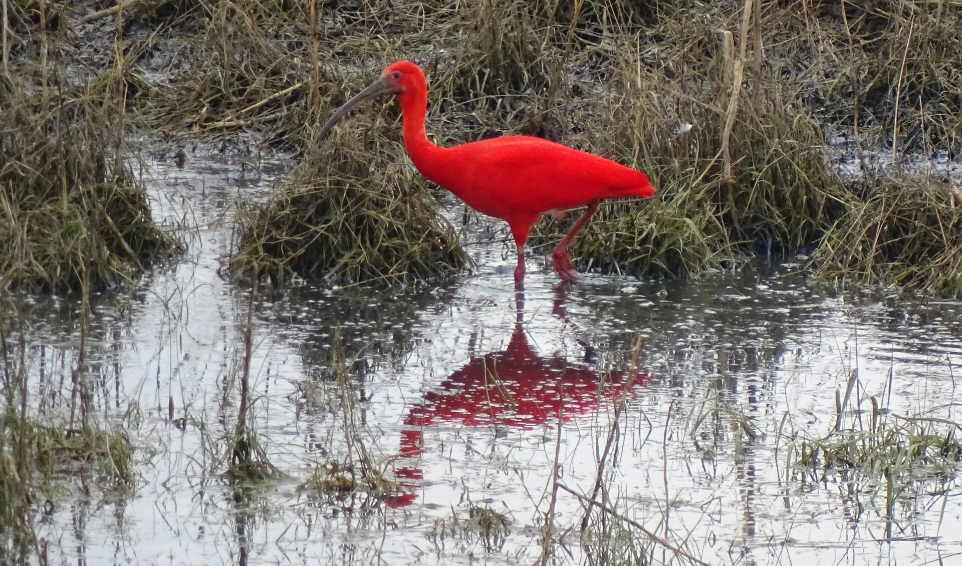 • Adrie van Kuilenburg legde de rode ibis vast in Herwijnen.