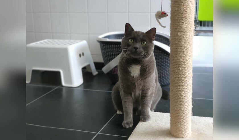 • Sammie zoekt een nieuw thuis.