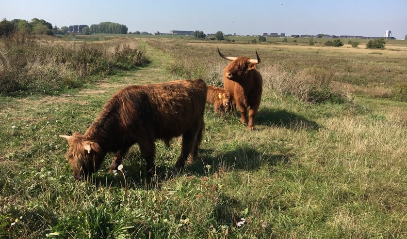 <p>Een kudde Schotse Hooglanders zorgt in de Kleine Willemswaard voor natuurlijke begrazing. </p>