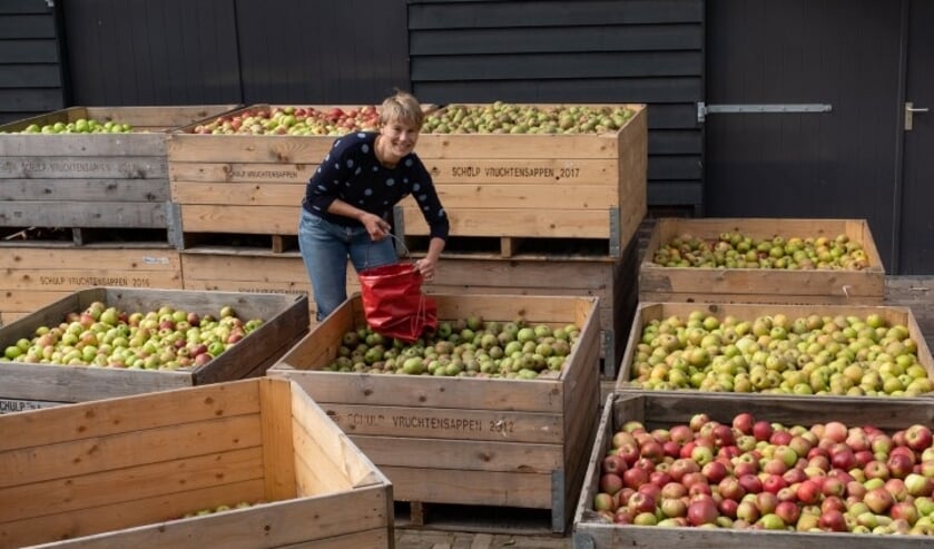 <p>Plukdagen bij boomgaard De Lekbongerd in Schoonhoven. </p>