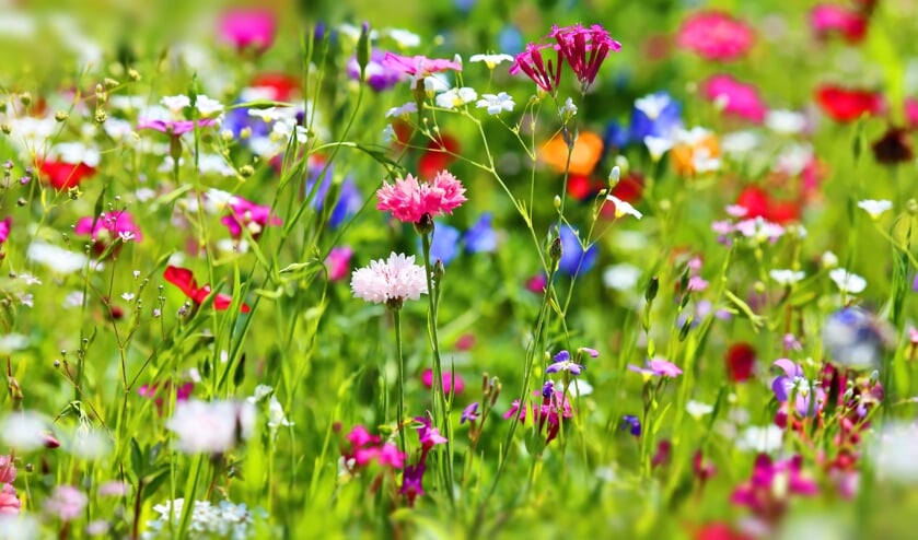 <p>In Nieuwegein maken er steeds meer grasvelden plaats voor bloemen. Van margrieten en boterbloemen tot rode klaver en vogelwikke. </p>
