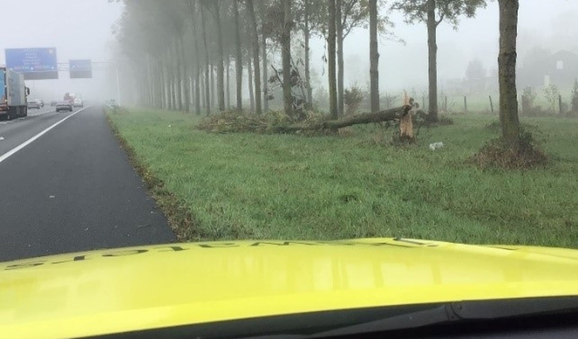 Een omgevallen zieke boom langs de A27 ten zuiden van knooppunt Lunetten (oktober 2021).