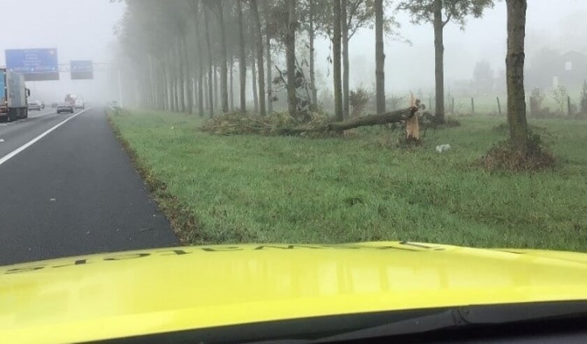<p>Een omgevallen zieke boom langs de A27 ten zuiden van knooppunt Lunetten (oktober 2021).</p>  