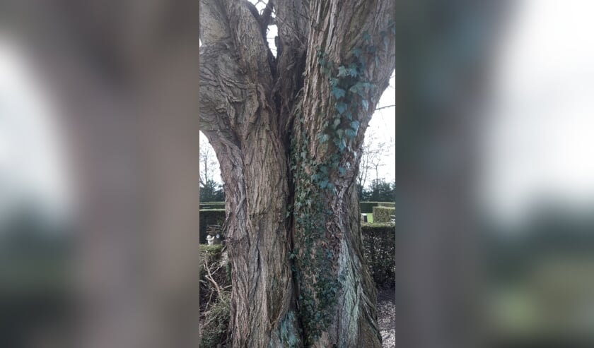 • De scheur die het noodzakelijk maakte om de boom te kappen.