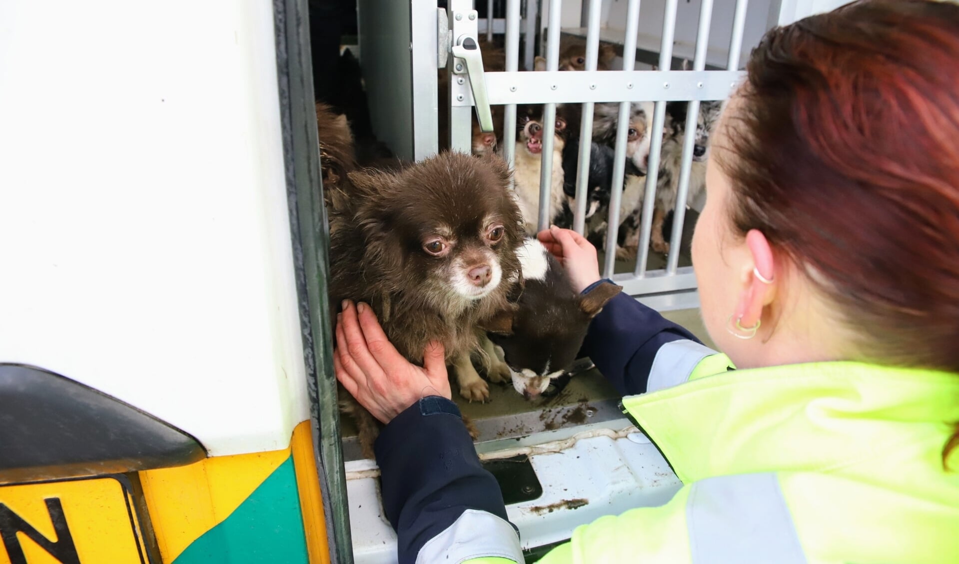 Medewerkers van de Dierenambulance Tiel brachten de onderkoelde hondjes naar het dierenasiel.