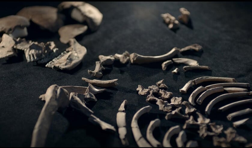 <p>Botten prehistorische vrouw, gevonden in 2015 op bedrijventerrein Het Klooster in Nieuwegein.</p>
