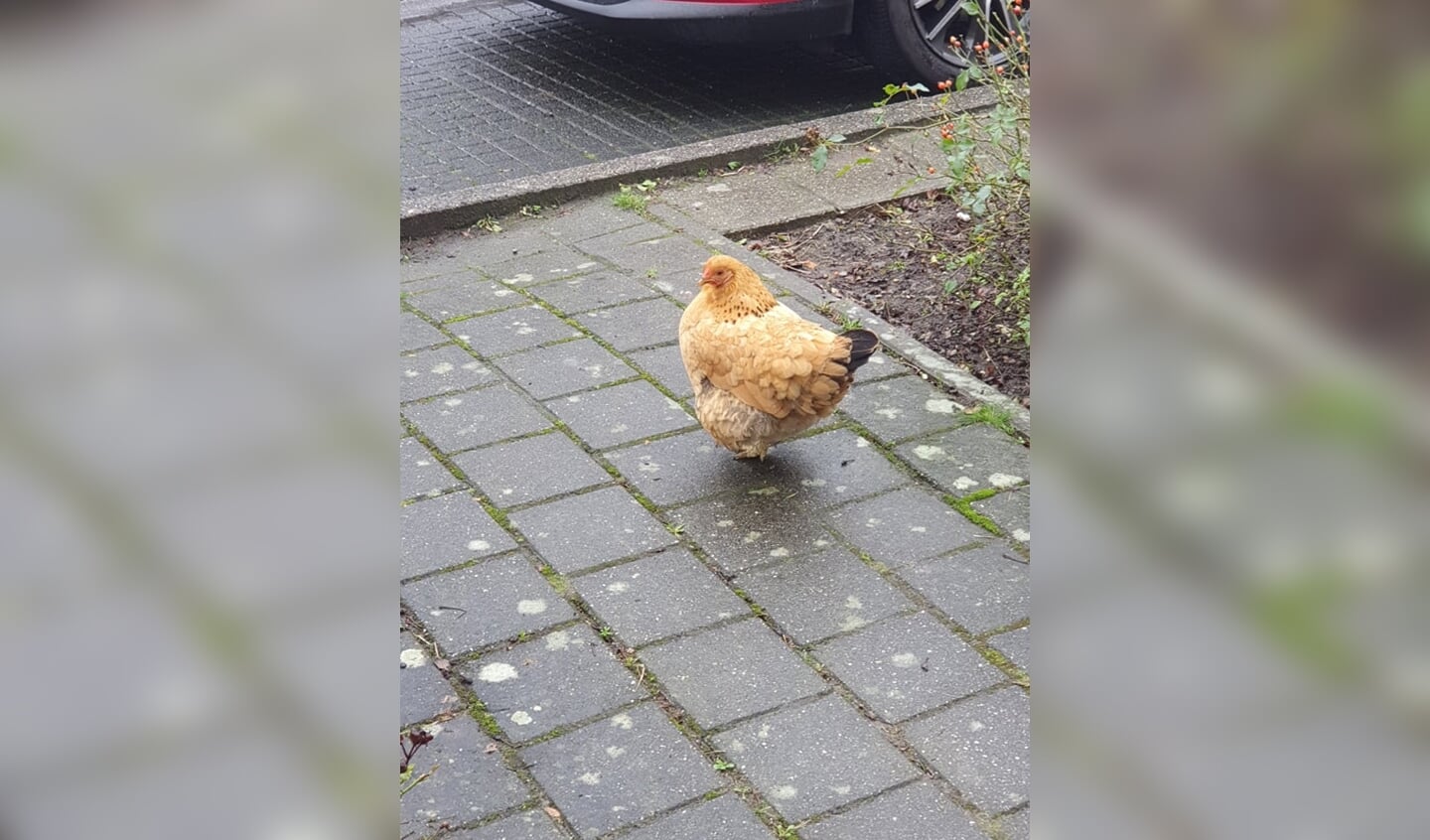 In de Krimpense wijk Lansingh-Zuid loopt al weken een kip rond.  