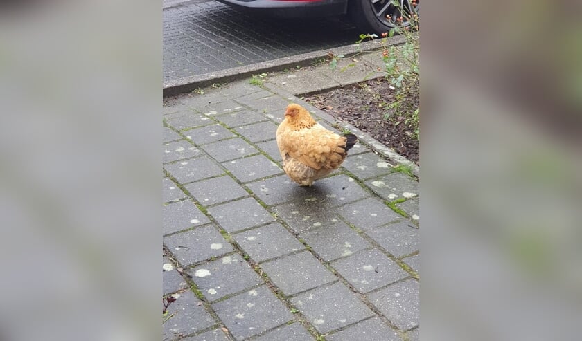 <p>In de Krimpense wijk Lansingh-Zuid loopt al weken een kip rond. &nbsp;</p>  