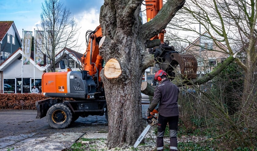 <p>Beeldbepalende boom in Ouderkerk aan den IJssel gekapt.</p>  