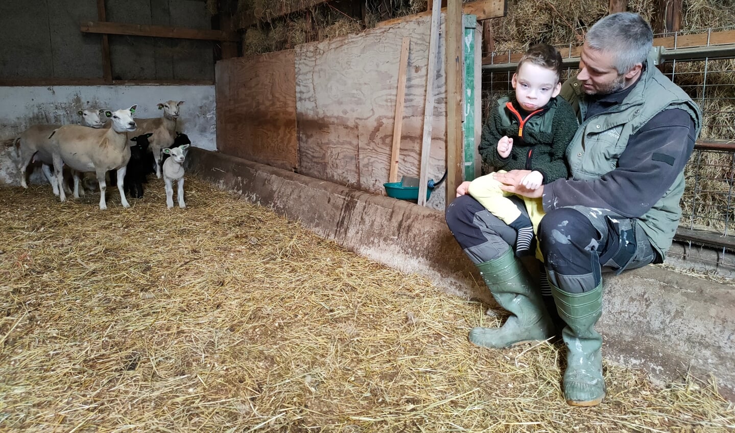 • Patrick Strijbos met zoontje Boaz in de stal op de schapenboerderij. 