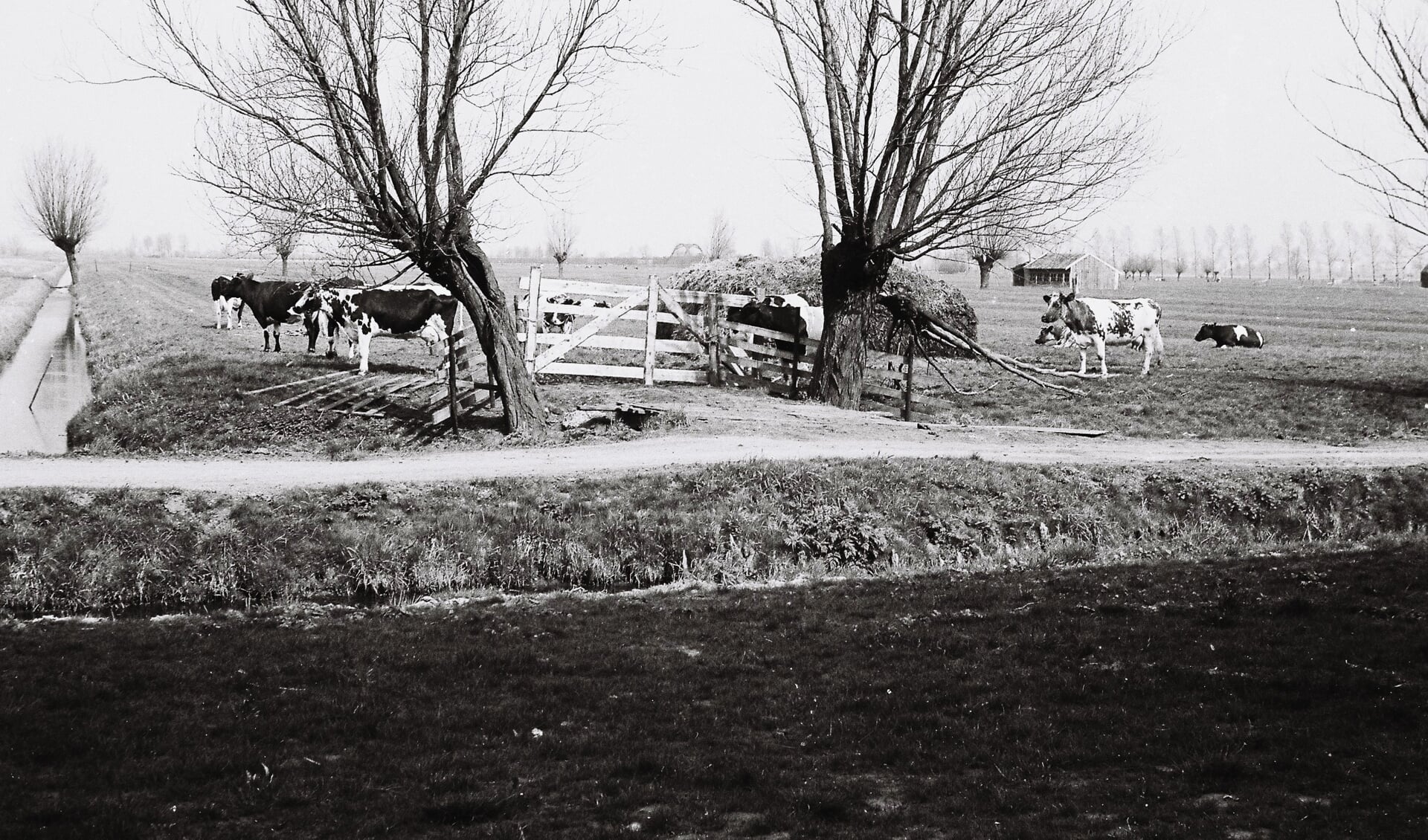 • Koeien in de nog niet bebouwde Wilgendonk, een van de vele plaatjes. 