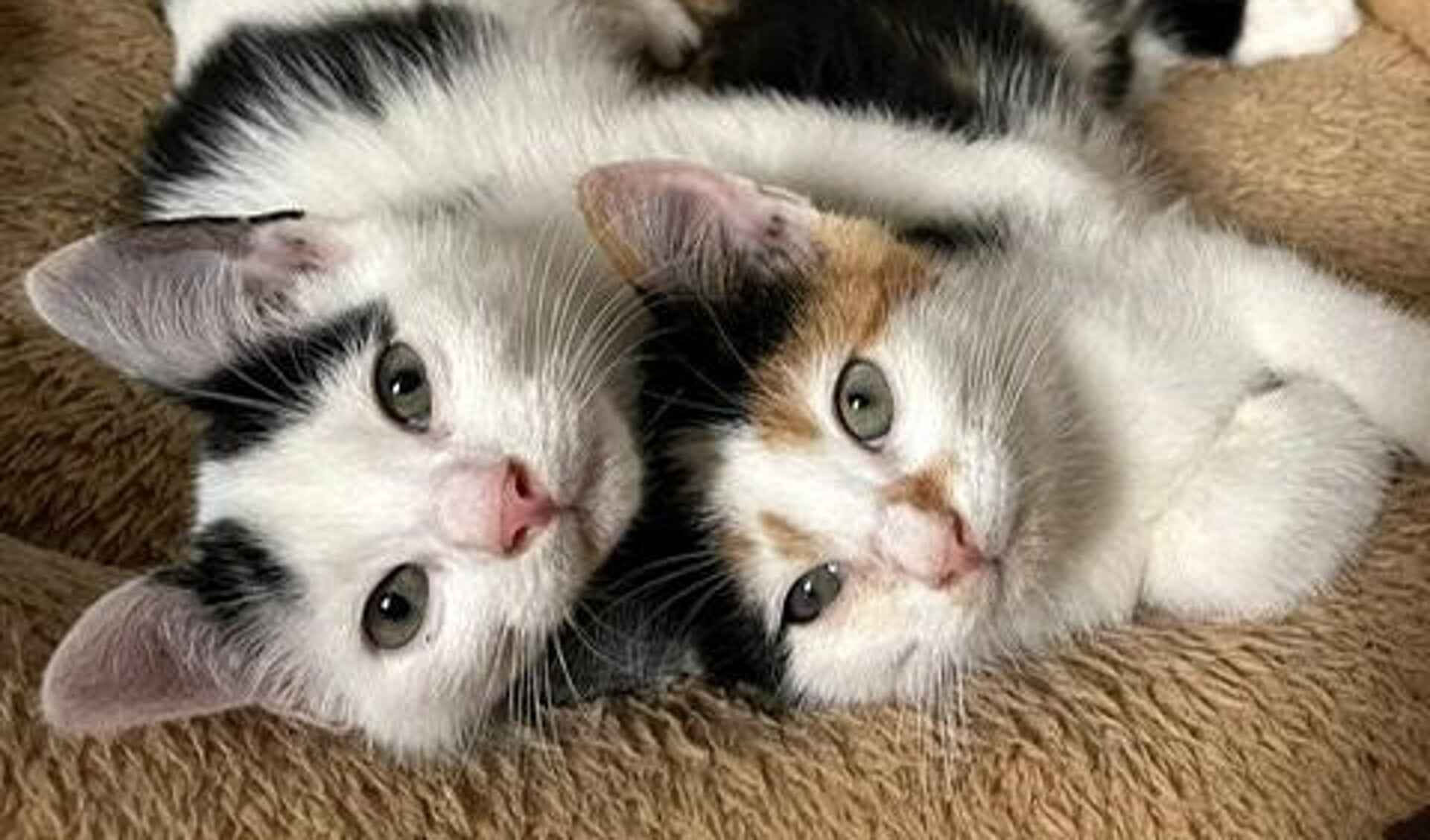 • Twee kittens.