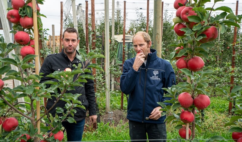 Presentatie nieuwe Bonita appel bij de Fruit Connaisseur in Leerbroek
