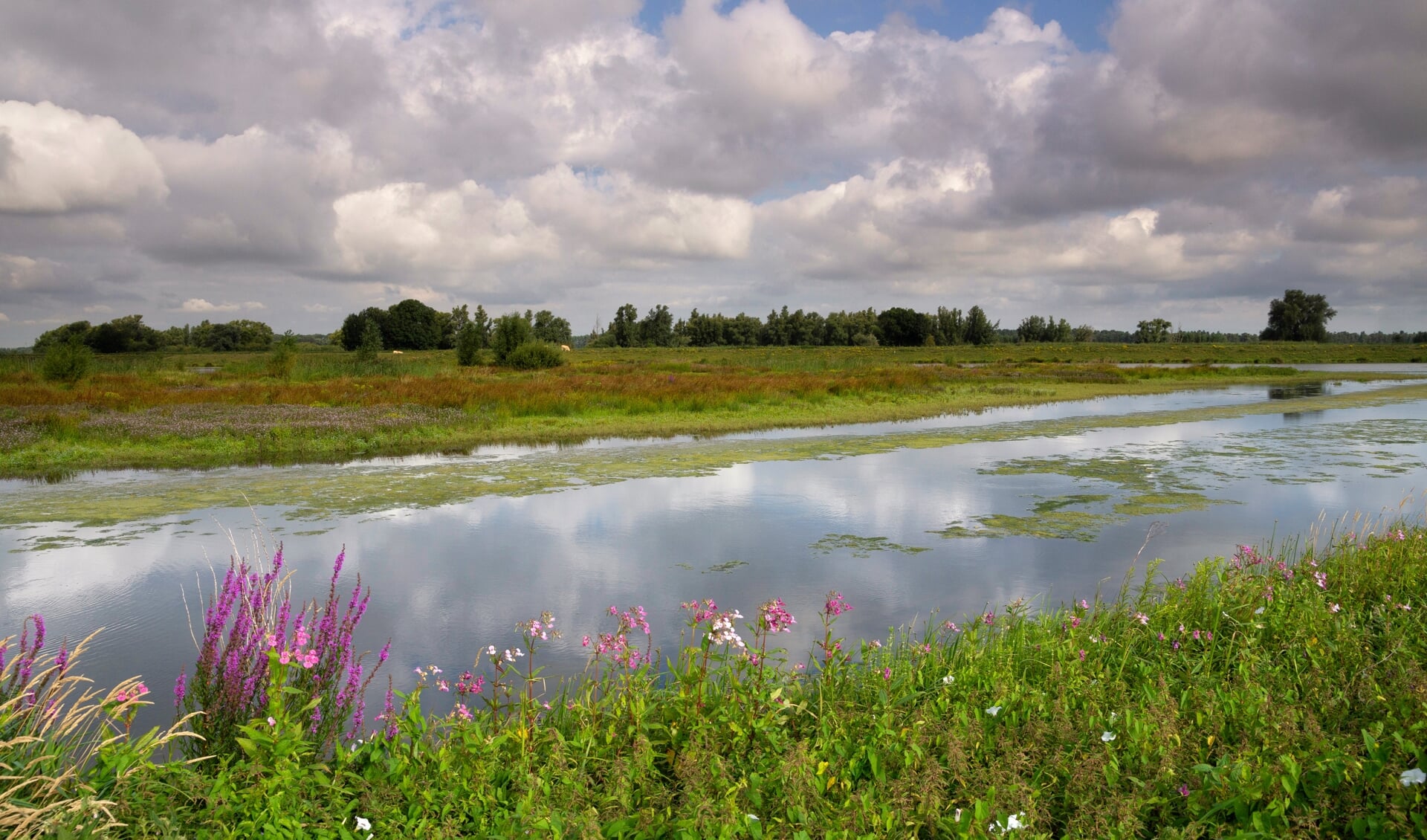 • Afbeelding van landschap in de Biesbosch, ter illustratie.