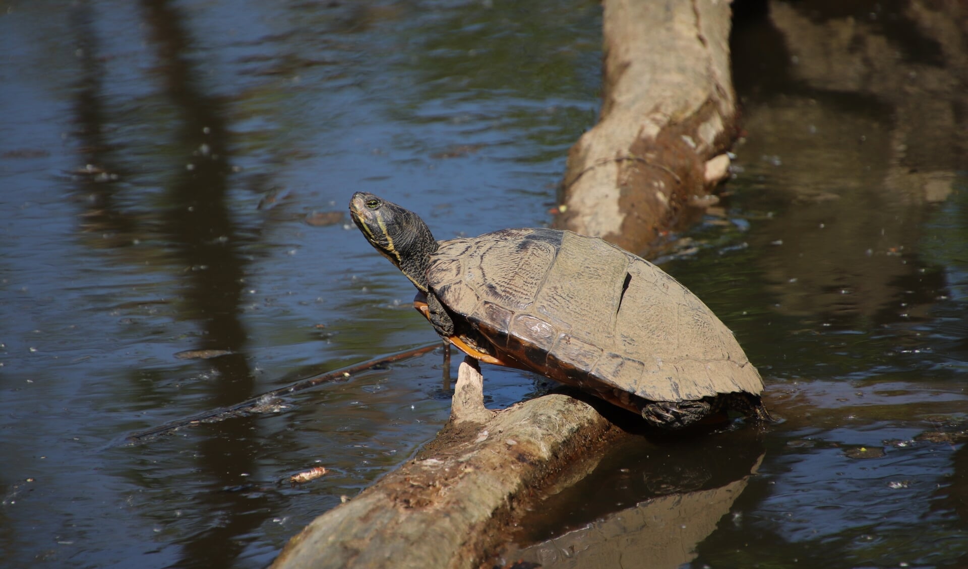 Schildpad in het zonnetje